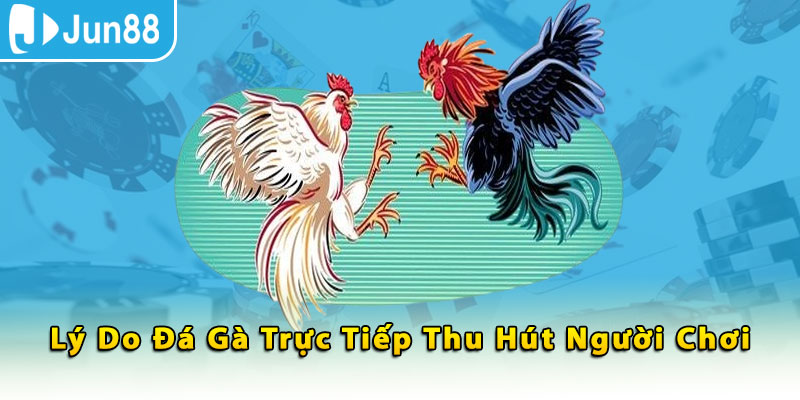 Lý do đá gà trực tiếp thu hút người chơi